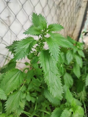 Urtica urens