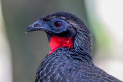 Penelope superciliaris