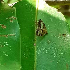 Ricanoptera fenestrata
