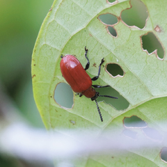 Lilioceris subcostata