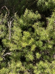 Leptecophylla juniperina