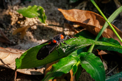 Huechys sanguinea