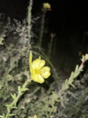 Oenothera elata