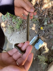 Thamnophis elegans