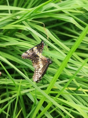 Catasticta nimbice