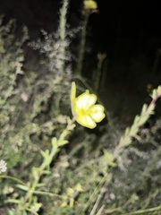 Oenothera elata