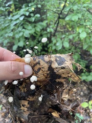 Marasmius capillaris