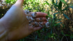 Brachyglottis sciadophila