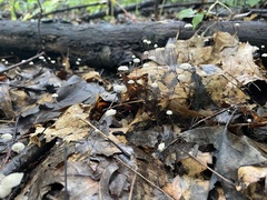 Marasmius capillaris