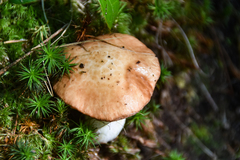 Suillus weaverae