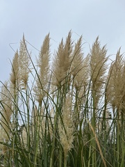 Cortaderia selloana