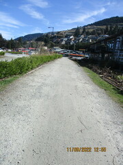 Griselinia littoralis