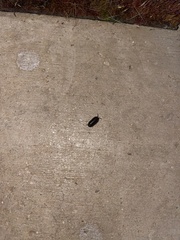 Holoverticata