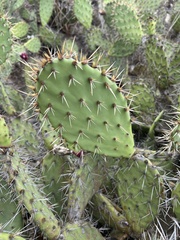 Opuntia littoralis