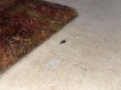 Holoverticata