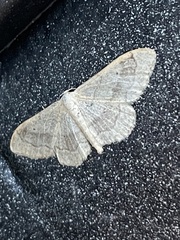 Idaea aversata