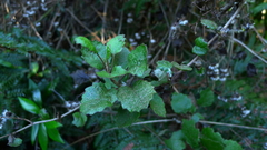 Brachyglottis sciadophila