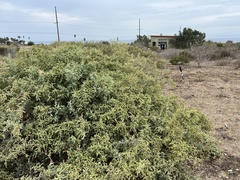 Atriplex lentiformis