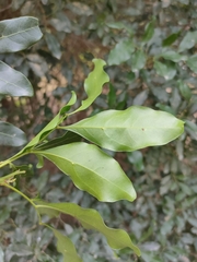 Toechima tenax