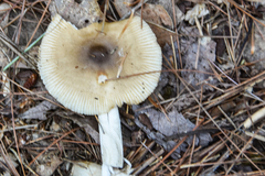 Amanita rhacopus