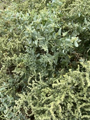 Atriplex lentiformis