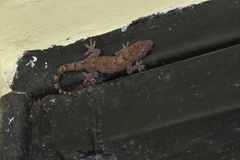 Hemidactylus mabouia