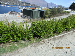 Griselinia littoralis