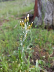 Rhodanthe corymbiflora