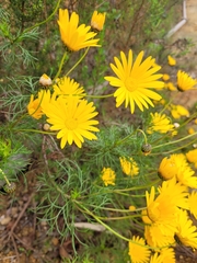 Euryops abrotanifolius