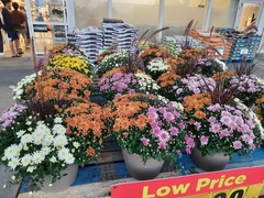 Chrysanthemum morifolium