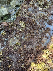 Fucus distichus