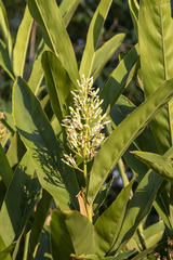 Alpinia galanga
