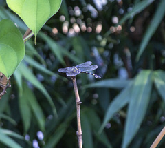Ictinogomphus decoratus