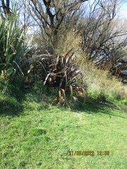 Phormium cookianum