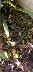 Tiliqua scincoides