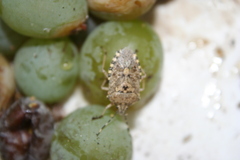 Rhaphigaster nebulosa