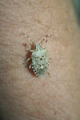 Rhaphigaster nebulosa