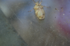 Rhaphigaster nebulosa