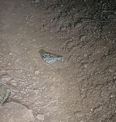 Phalaenoptilus nuttallii