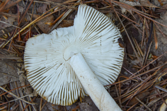 Amanita rhacopus