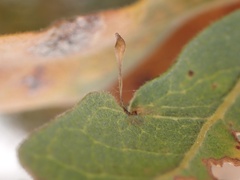 Andricus pedicellatus