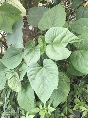 Clerodendrum japonicum