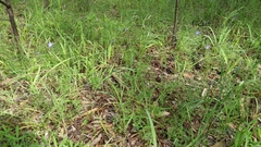 Wahlenbergia gracilis