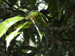 Cyanocorax yncas