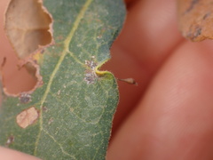 Andricus pedicellatus