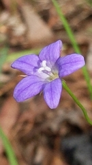 Wahlenbergia gracilis
