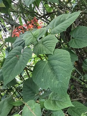 Clerodendrum japonicum