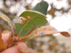 Andricus pedicellatus