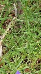 Wahlenbergia gracilis