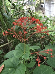 Clerodendrum japonicum